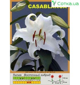 Восточный гибрид Casa Blanca