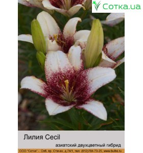 Азиатский гибрид двухцветный Cecil
