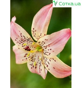 Тигровая лилия Corsage