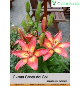 Азиатский гибрид  двухцветный Costa del Sol