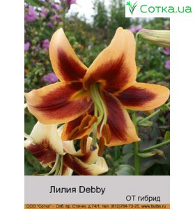 ОТ гибрид Debby