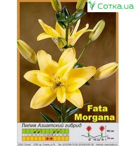 Азиатский махровый гибрид Fata Morgana