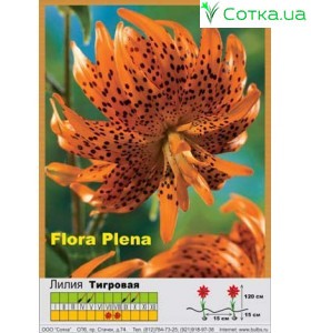 Тигровая махровая лилия Flora Plena