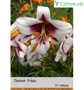 ОТ гибрид Friso