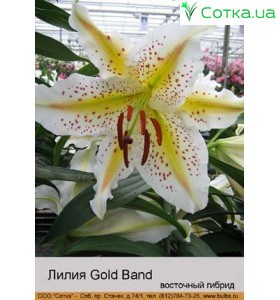 Восточный гибрид Gold Band