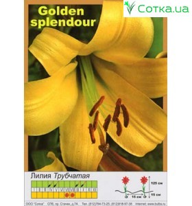 Трубчатая лилия Golden Splendour