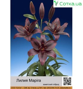 Азиатский гибрид Mapira