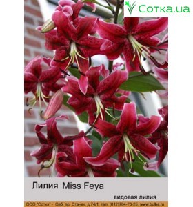 Видовая лилия  Miss Feya