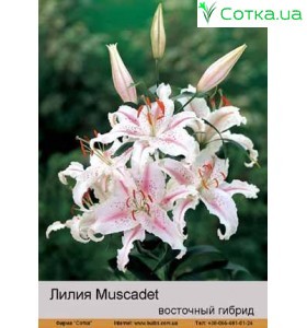 Восточный гибрид Muscadet