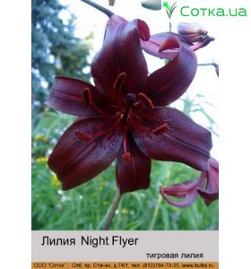 Тигровая лилия Night Flyer