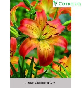 Азіатський гібрид  двоколірний Oklahoma City