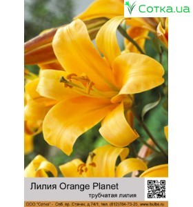Трубчата лілія Orange Planet 