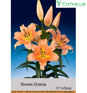 ОТ гібрид Orania