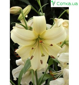 Тетраплоідна лілія Pearl White