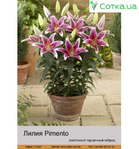 Східний гібрид горшечний Pimento