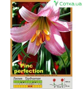 Трубчатая лилия Pink Perfection