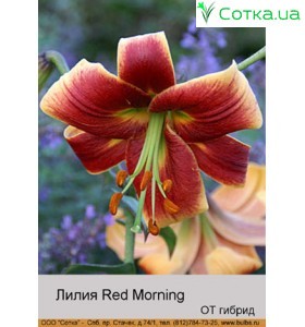 ОТ гібрид Red Morning