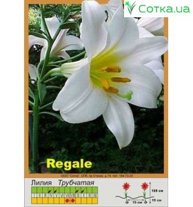 Трубчата лілія Regale