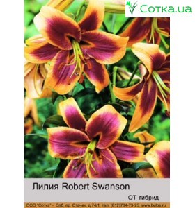 ОТ гибрид Robert Swanson