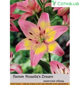Азиатский гибрид  двухцветный   Rosella's Dream