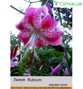 Видовая лилия Rubrum