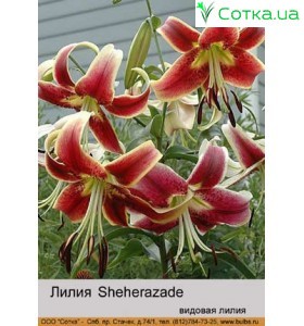 Видовая лилия	Sheherazade