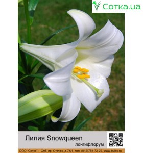 Лонгифлорум Snowqueen