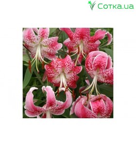 Видова лілія Speciosum Rubrum 14/16