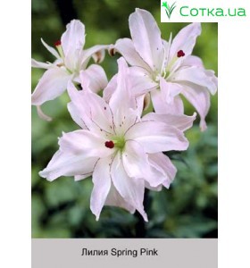Азиатский гибрид  махровый Spring Pink