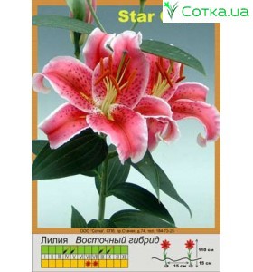 Восточный гибрид Star Gazer