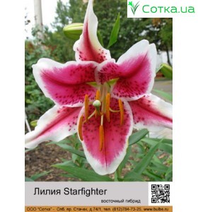 Восточный гибрид Starfighter