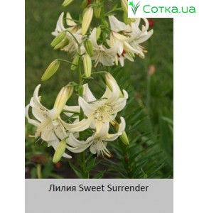 Тигрова лілія  Sweet Surrender