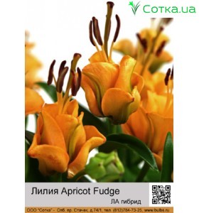 ЛА гибрид Apricot Fudge