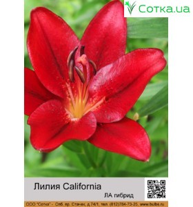 ЛА гибрид California