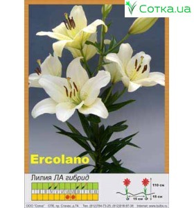 ЛА гибрид Ercolano