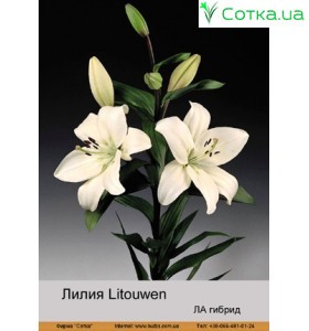 ЛА гибрид Litouwen