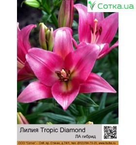 ЛА гибрид Tropic Diamond