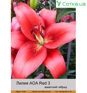 Азиатский гибрид AOA Red 3