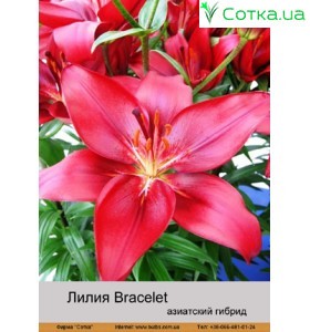 Азиатский гибрид Bracelet