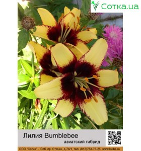 Азиатский гибрид  двухцветный Bumblebee