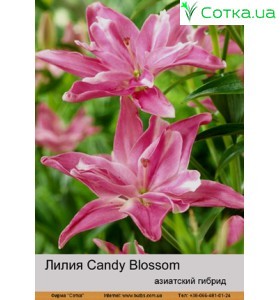 Азіатський гібрид махровий Candy Blossom