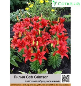 азіатський горшечний гібрид Ceb Crimson