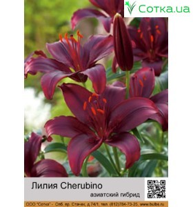 Азиатский гибрид Cherubino