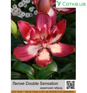 Азиатский махровый Double Sensation