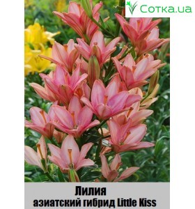 Азиатский гибрид Little Kiss