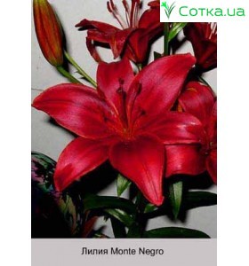 Азиатский гибрид Monte Negro