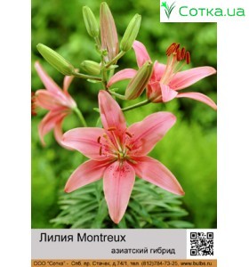 Азиатский гибрид Montreux