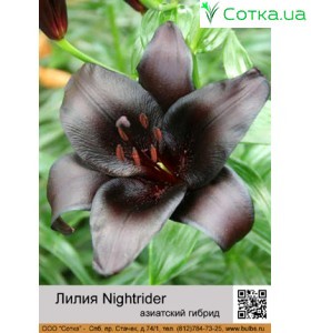 Азиатский гибрид  Nightrider
