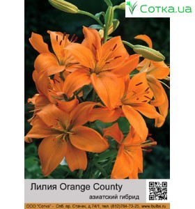 Азиатский гибрид Orange County
