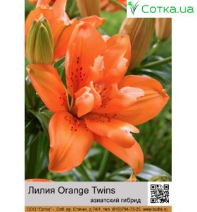 Азіатський махровий гібрид Orange Twins